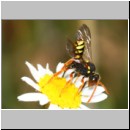 Nomada fucata - Wespenbiene w08b 7mm am Nest bei Andrena flavipes - OS-Hasbergen-Lehmhuegel.jpg
